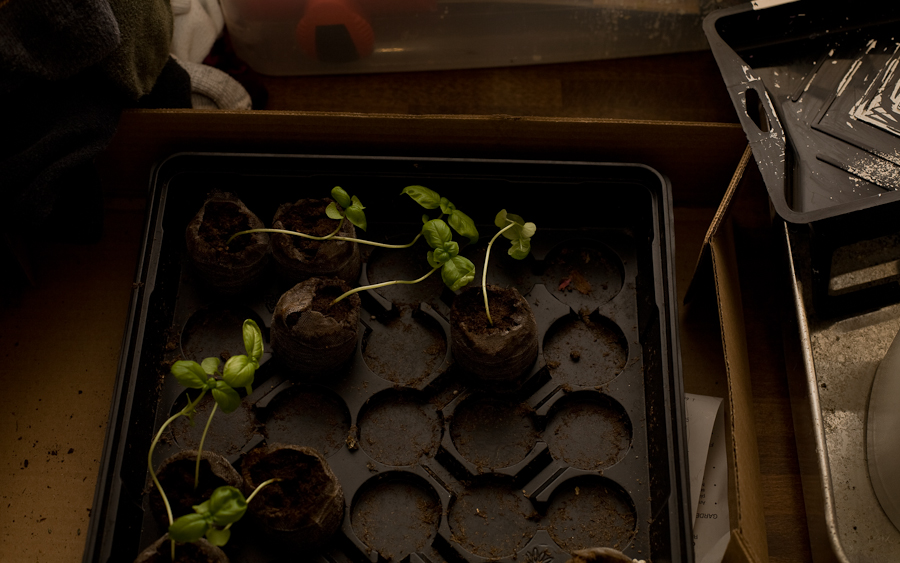 Seedlings in a growing tray